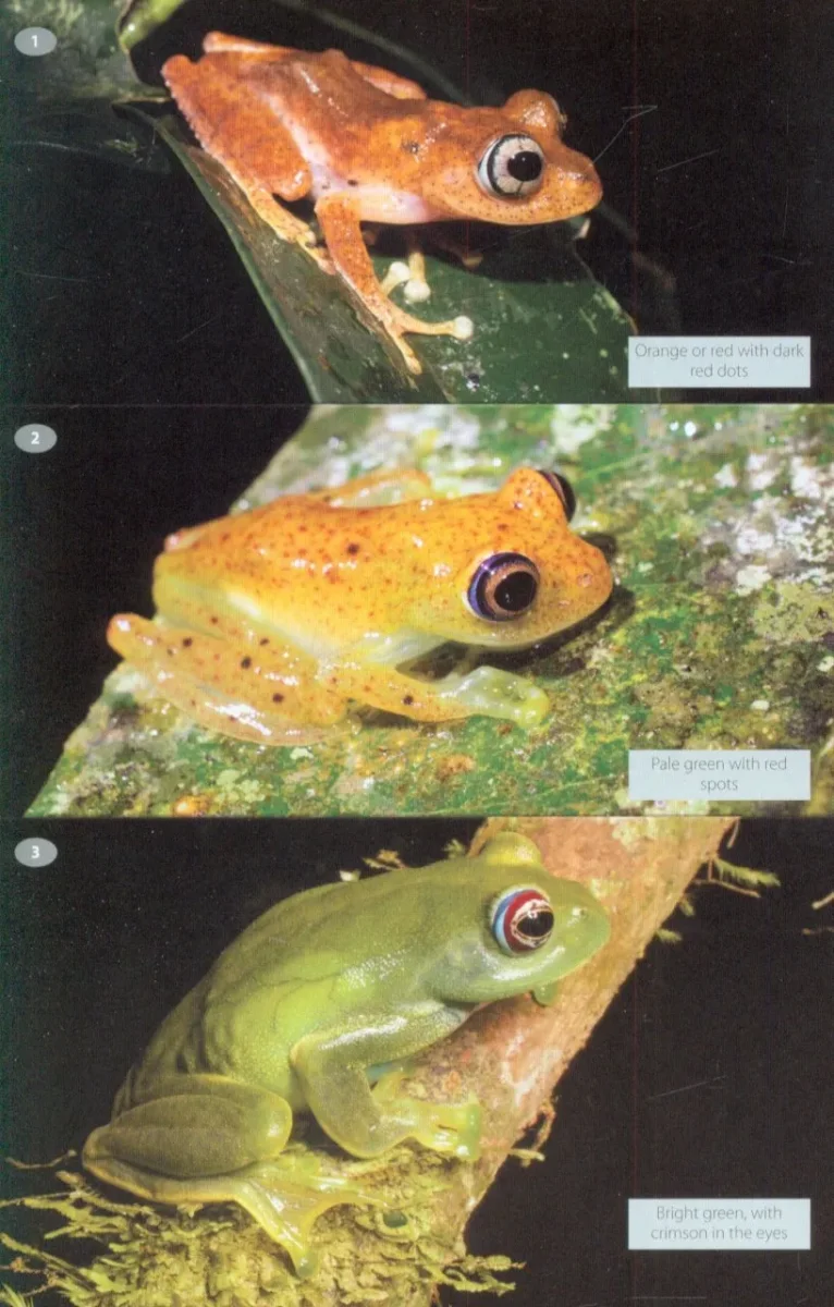 Wildlife of Madagascar - Image 6