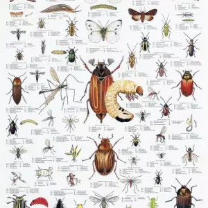 Planteskadedyr – Plakat med 55 insekter