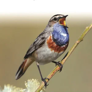Europe’s Birds