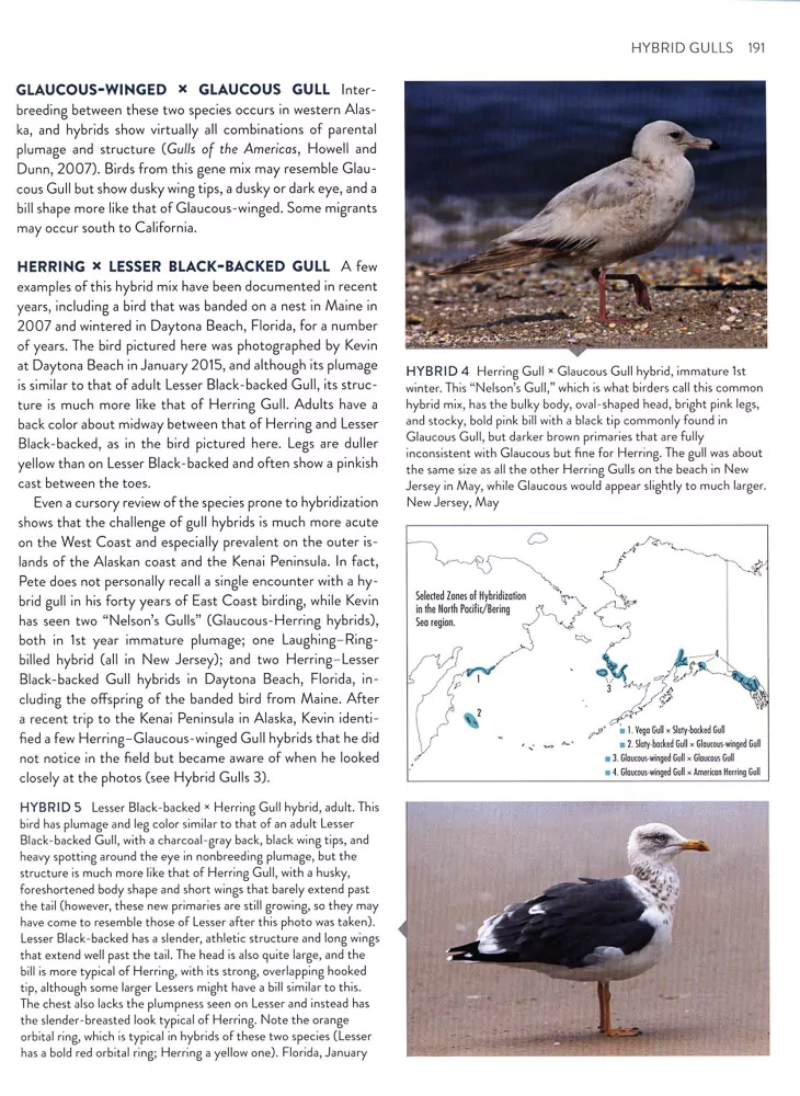 Gulls Simplified - Image 4