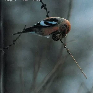 Vår Fuglefauna – 1988-2, årgang 11