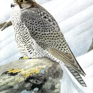 Vår Fuglefauna – 1992-3, årgang 15