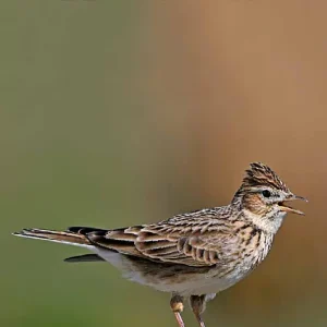 Vår Fuglefauna – 2010-3, årgang 33